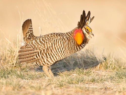 Greater Prairie-chicken standing on grass