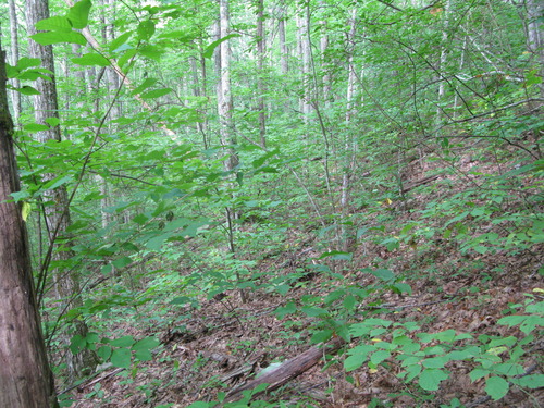 GRSM Accuracy Assessment. Plot Code: GRSM_AA_0259_5