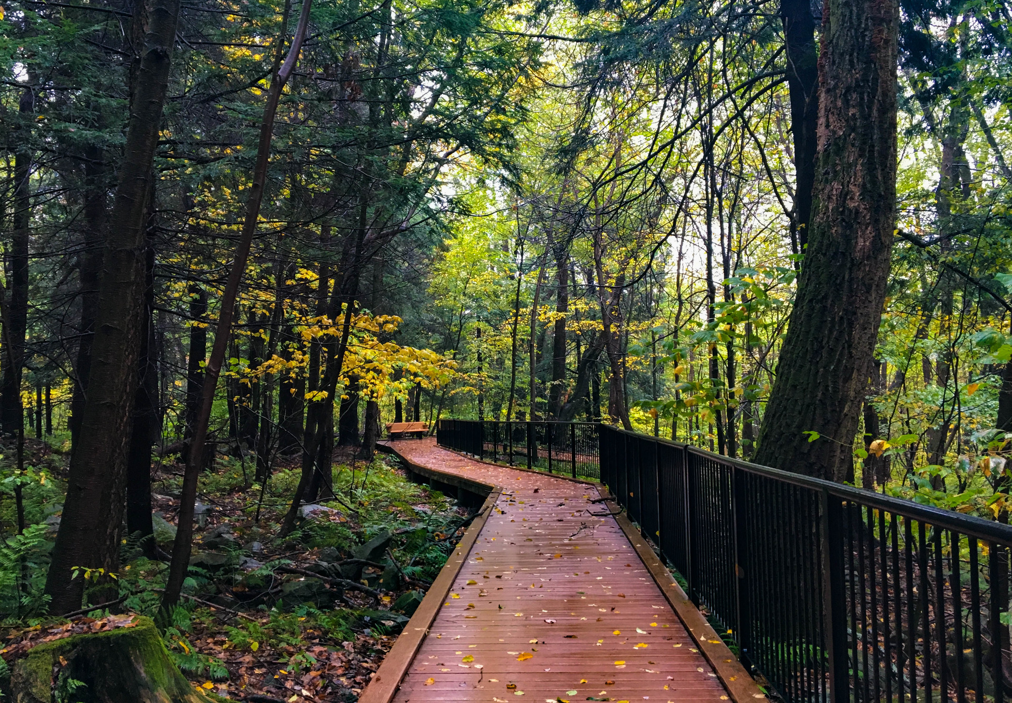 Boarwalk through woods on a rainy day