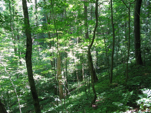 GRSM Accuracy Assessment. Plot Code: GRSM_AA_0203_3