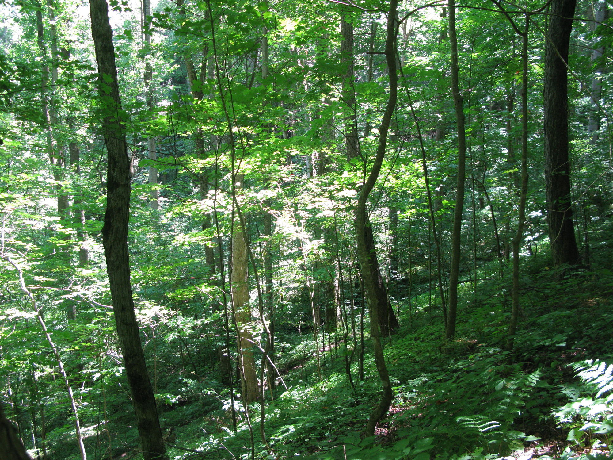 GRSM Accuracy Assessment. Plot Code: GRSM_AA_0203_3