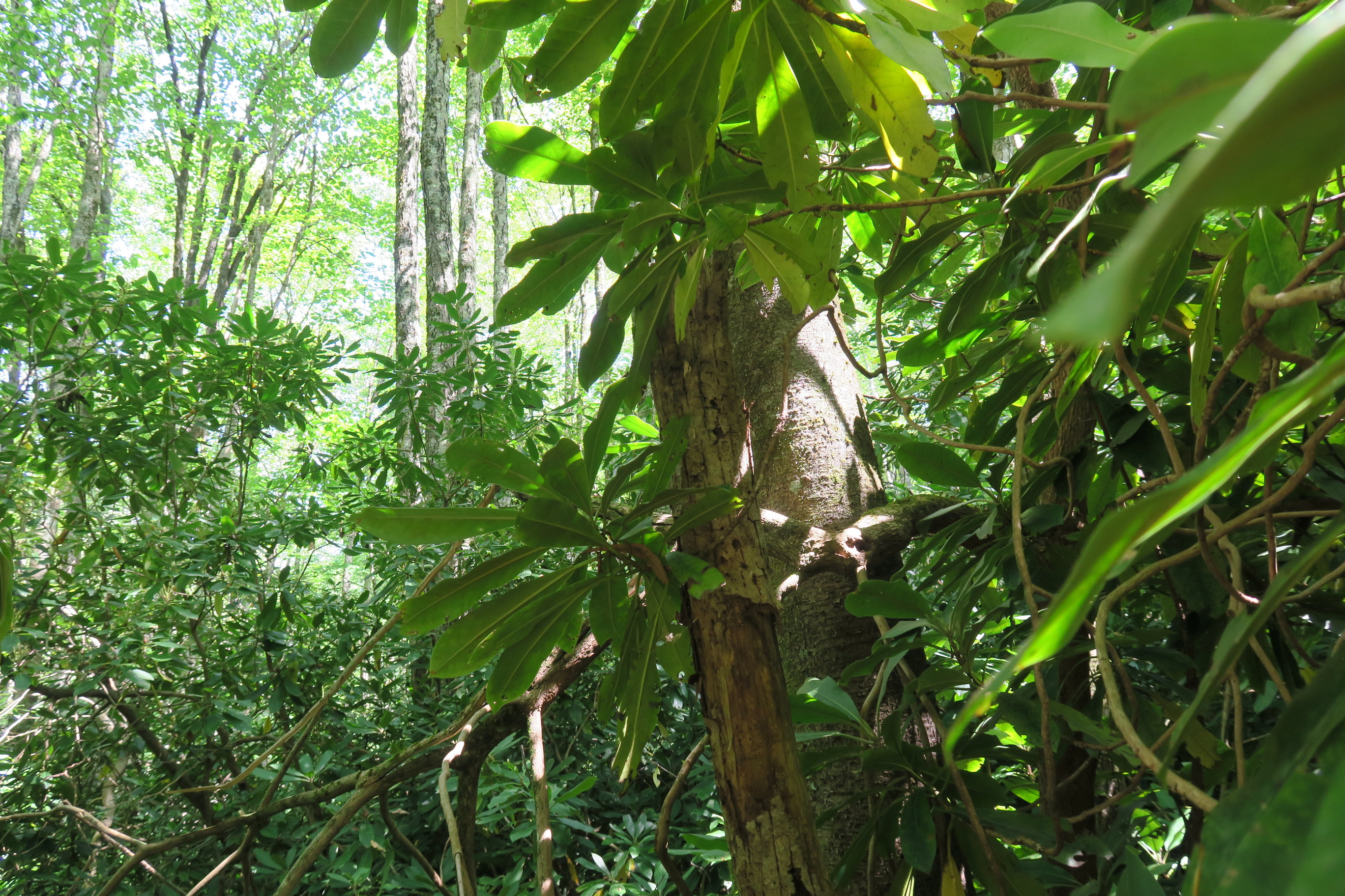 GRSM Accuracy Assessment. Plot Code: GRSM_AA_0941_3