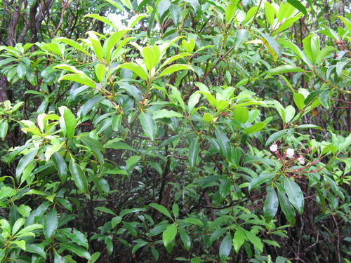 GRSM Accuracy Assessment. Plot Code: GRSM_AA_0884_4