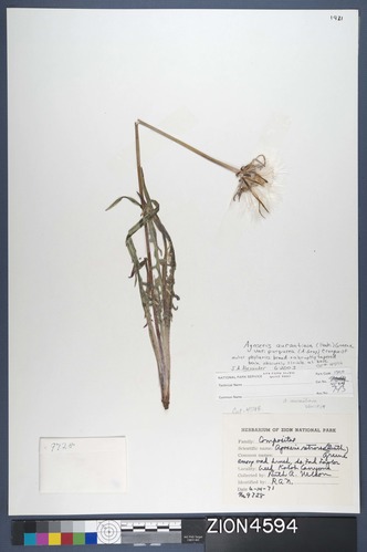 Herbarium Specimen Sheet 4594