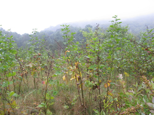 GRSM Accuracy Assessment. Plot Code: GRSM_AA_0075_6