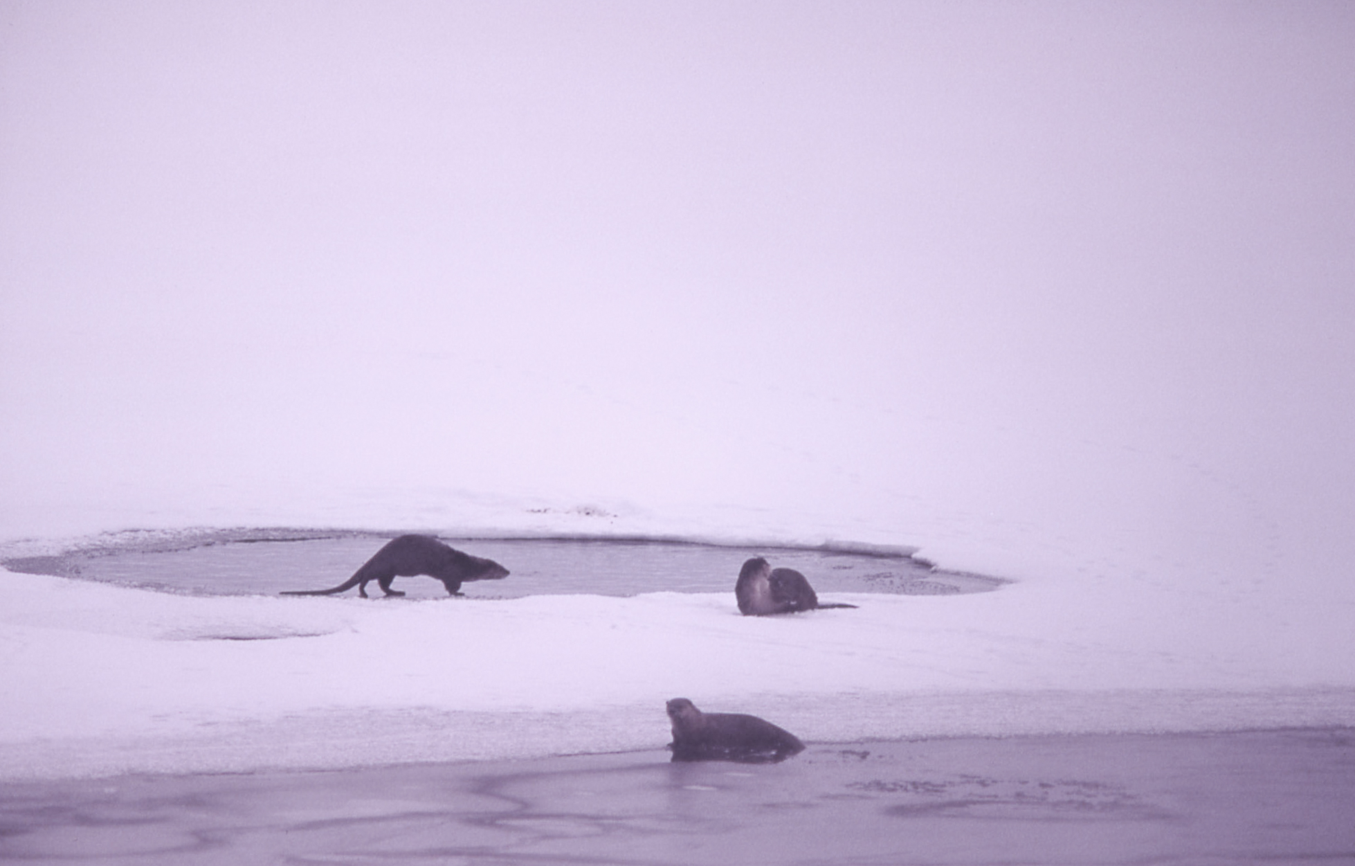 Three otter rest by a hole in the ice