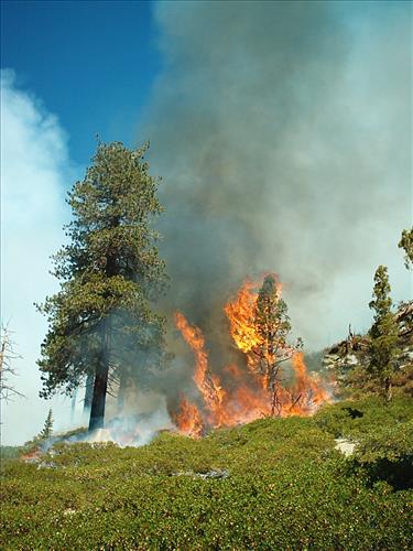 Hot Springs wildfire, Sequoia and Kings Canyon National Parks, summer 2004