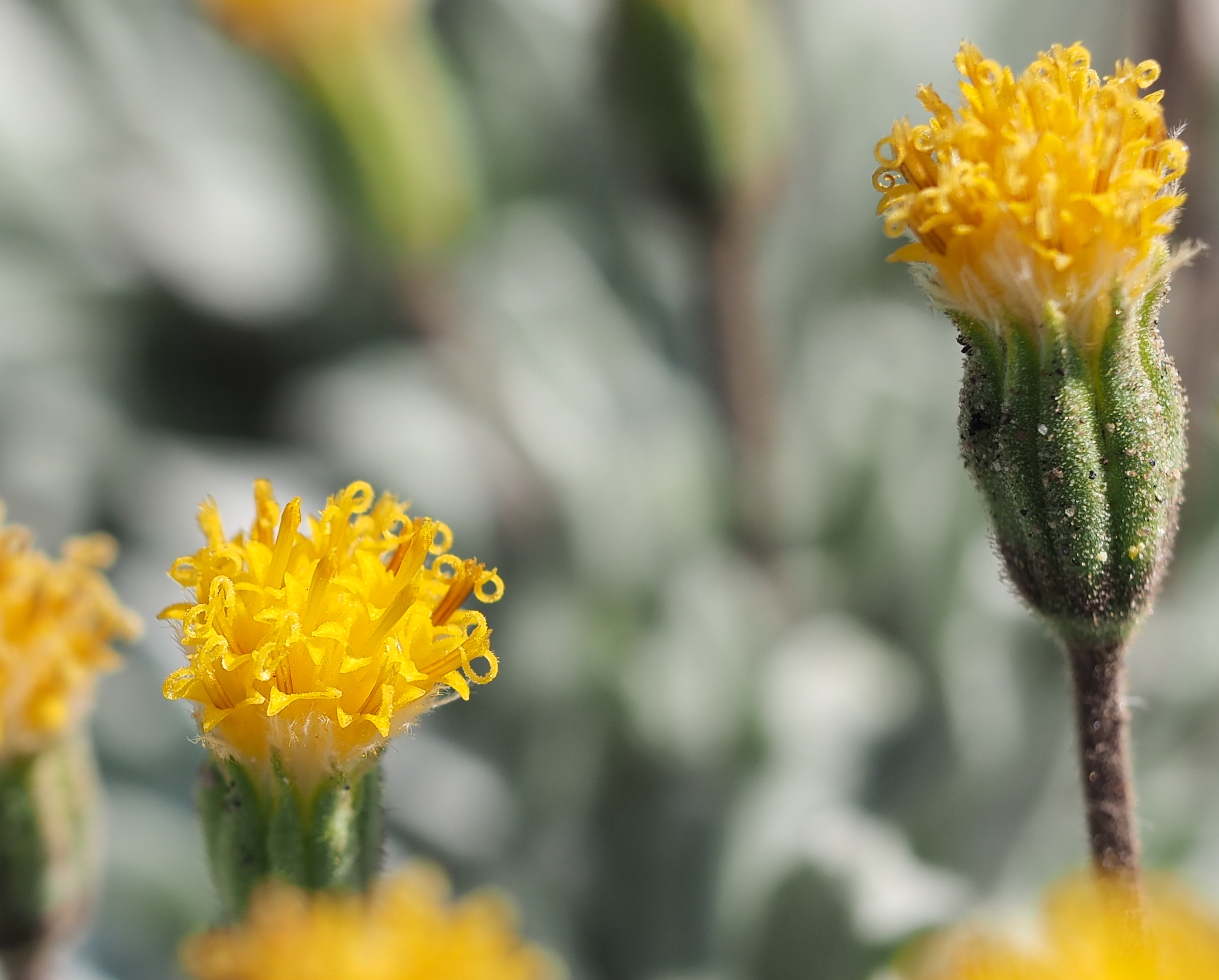 Closeup of two yellow silky raillardella (Raillardella argentea) wildflowers
