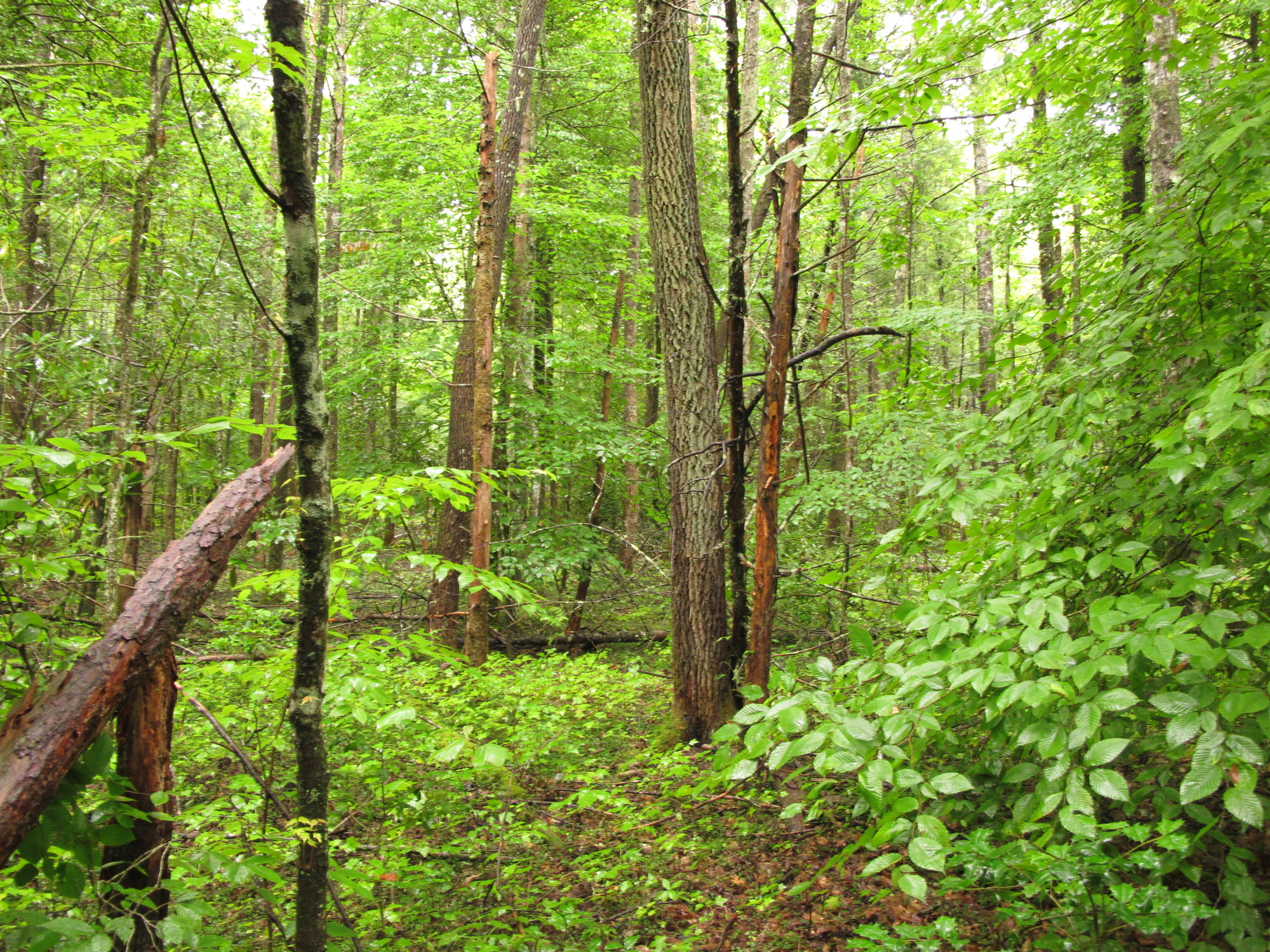 Plot Code: GRSM_AA_0574_6