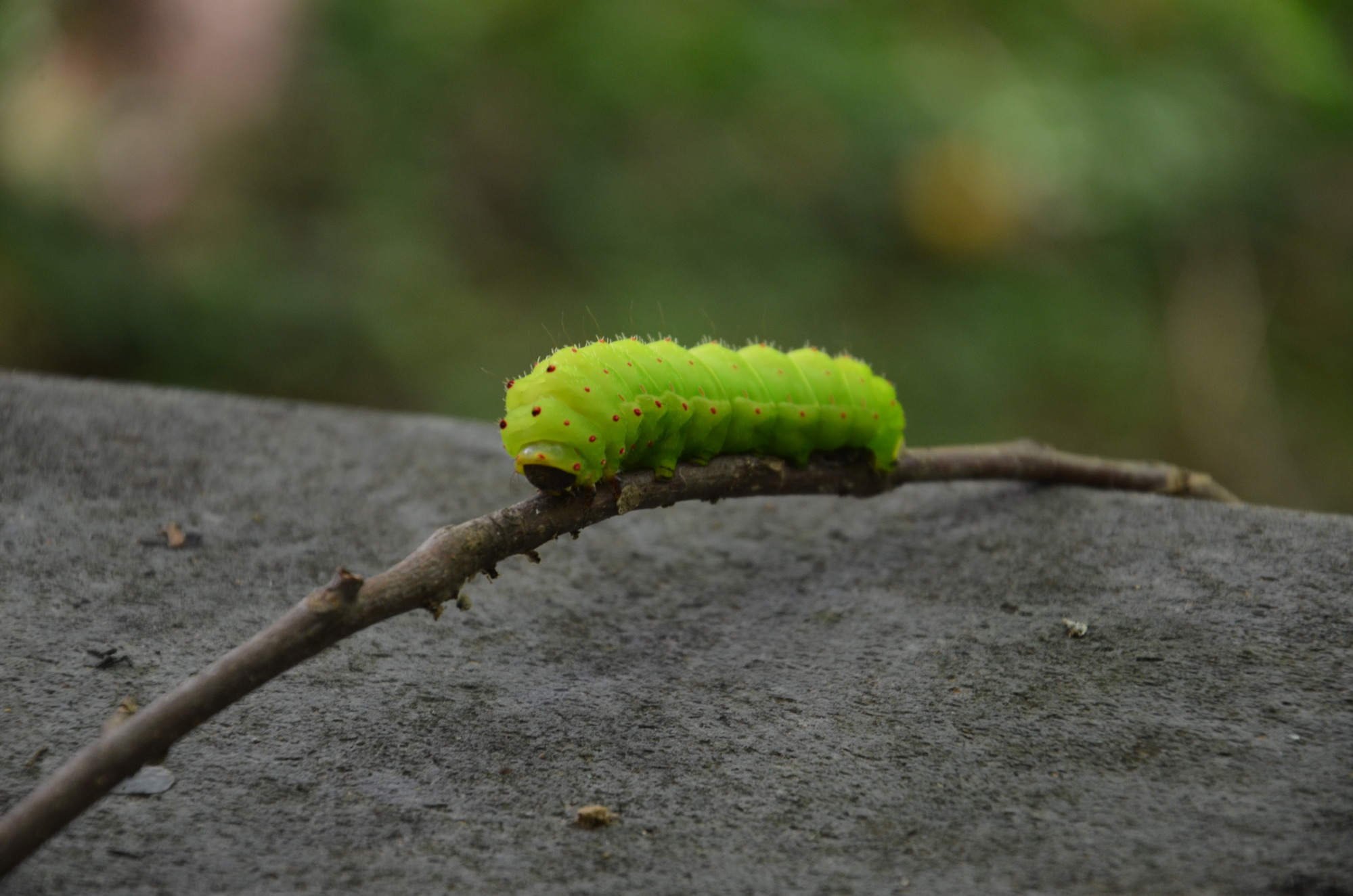Caterpillar on a twig 