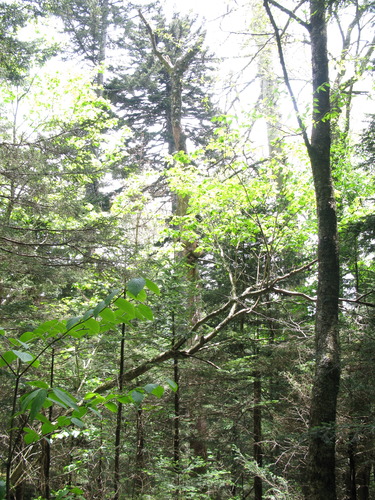 GRSM Accuracy Assessment. Plot Code: GRSM_AA_0113_6