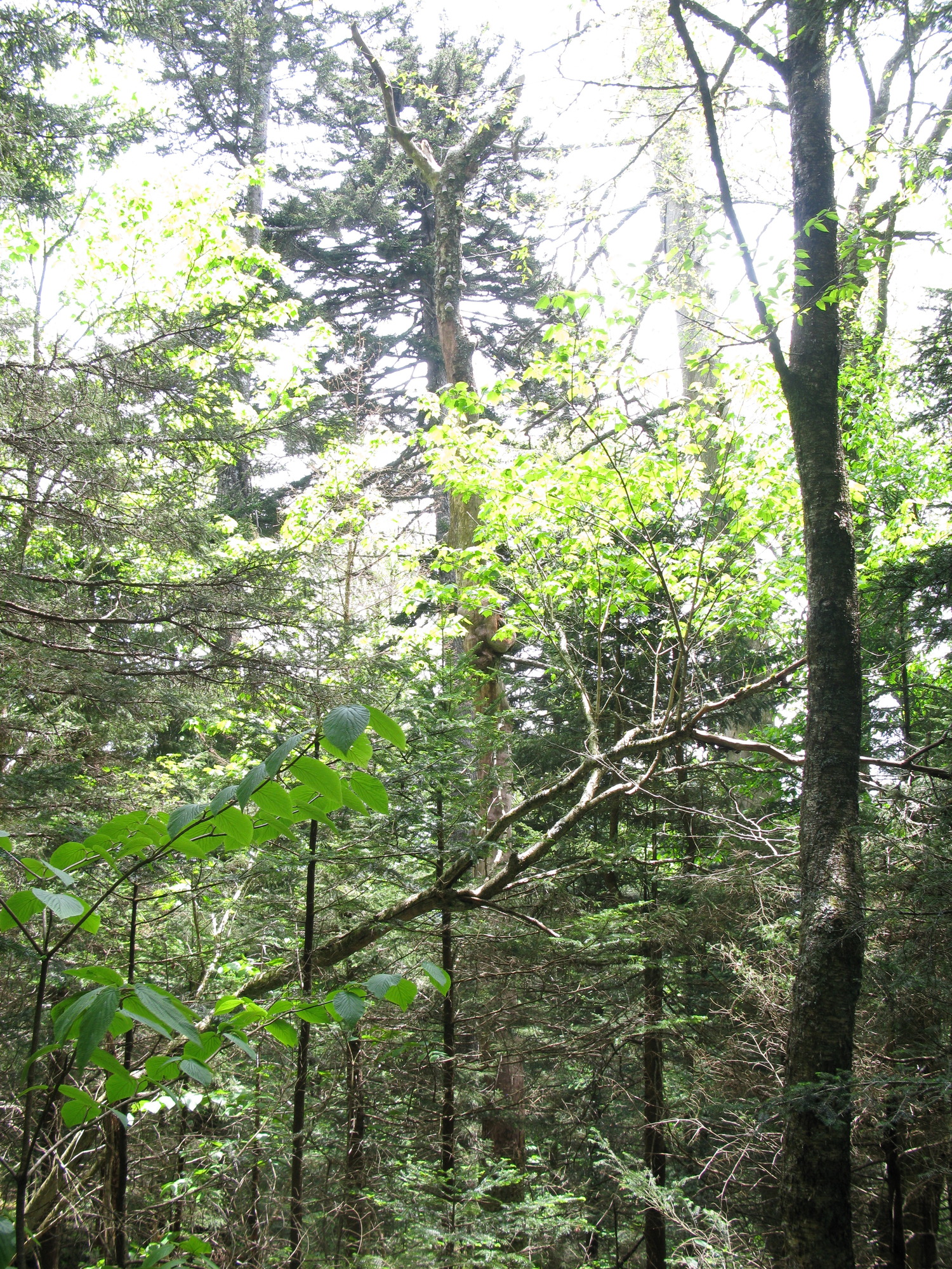 GRSM Accuracy Assessment. Plot Code: GRSM_AA_0113_6