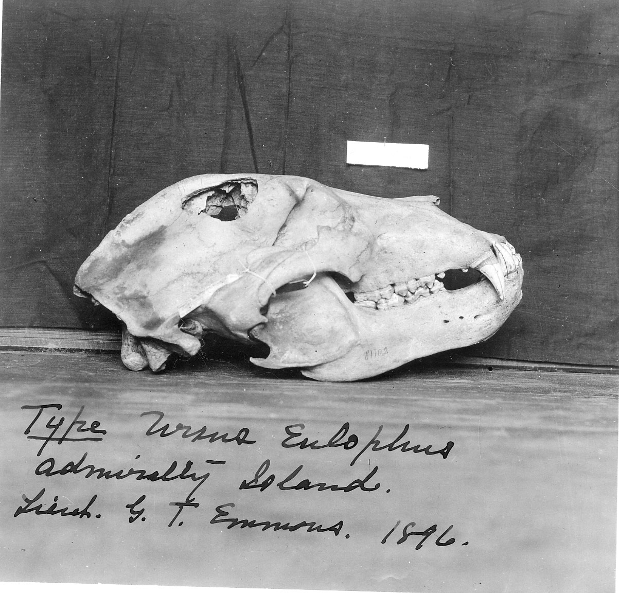 Skull