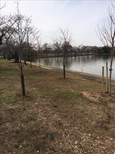 Cherry Trees in West Potomac Park in March 2015