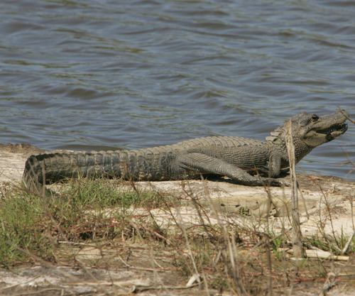 A large gray alligator laying on a sandy bank next to water.