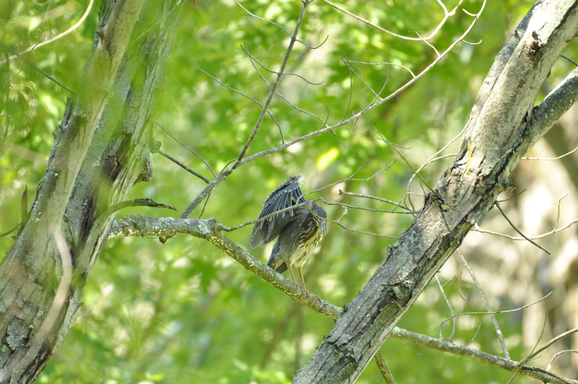 Green Heron