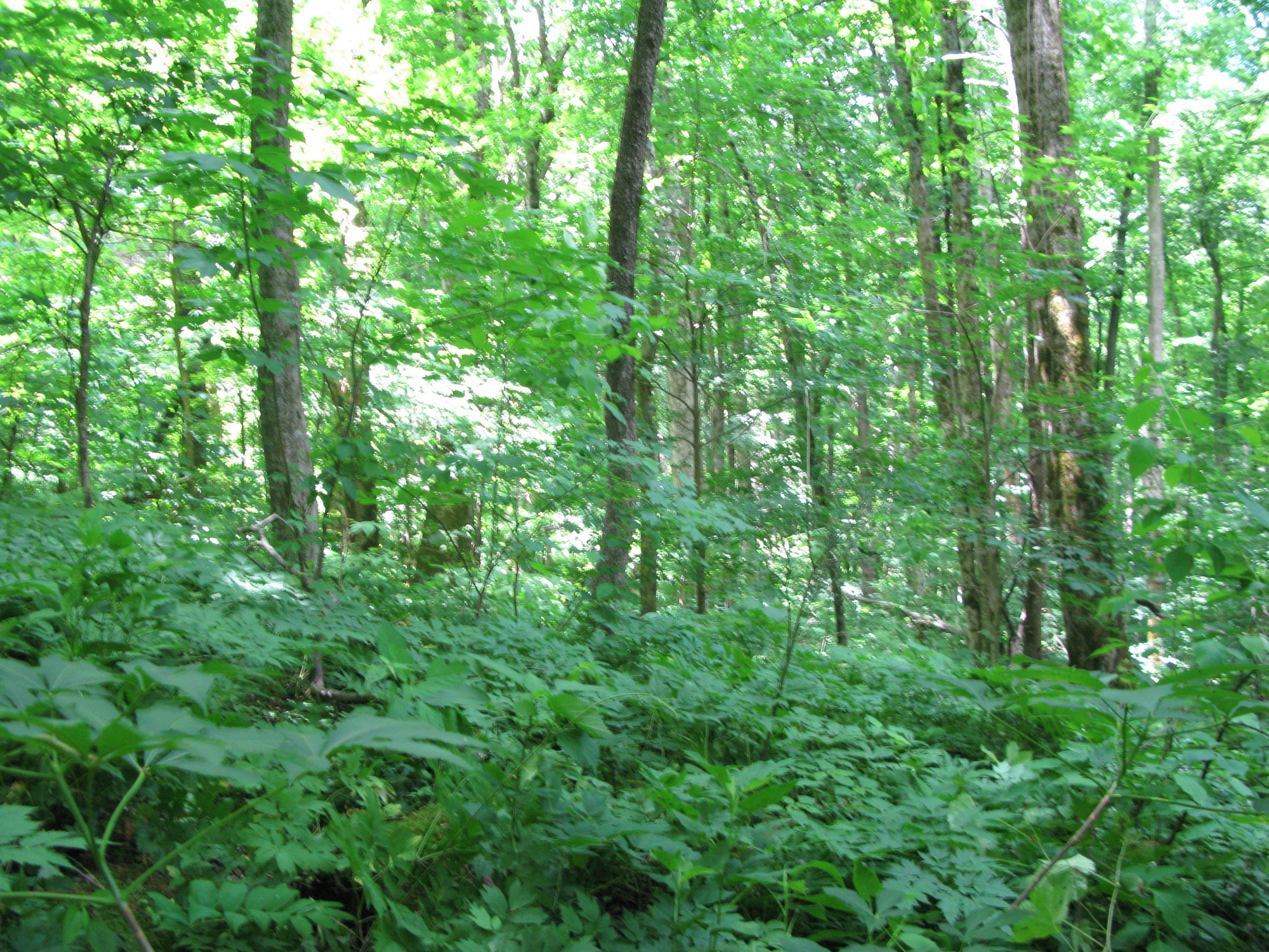 GRSM Accuracy Assessment. Plot Code: GRSM_AA_0643