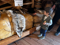 A young junior ranger touches a small fur with the back of his hand. 