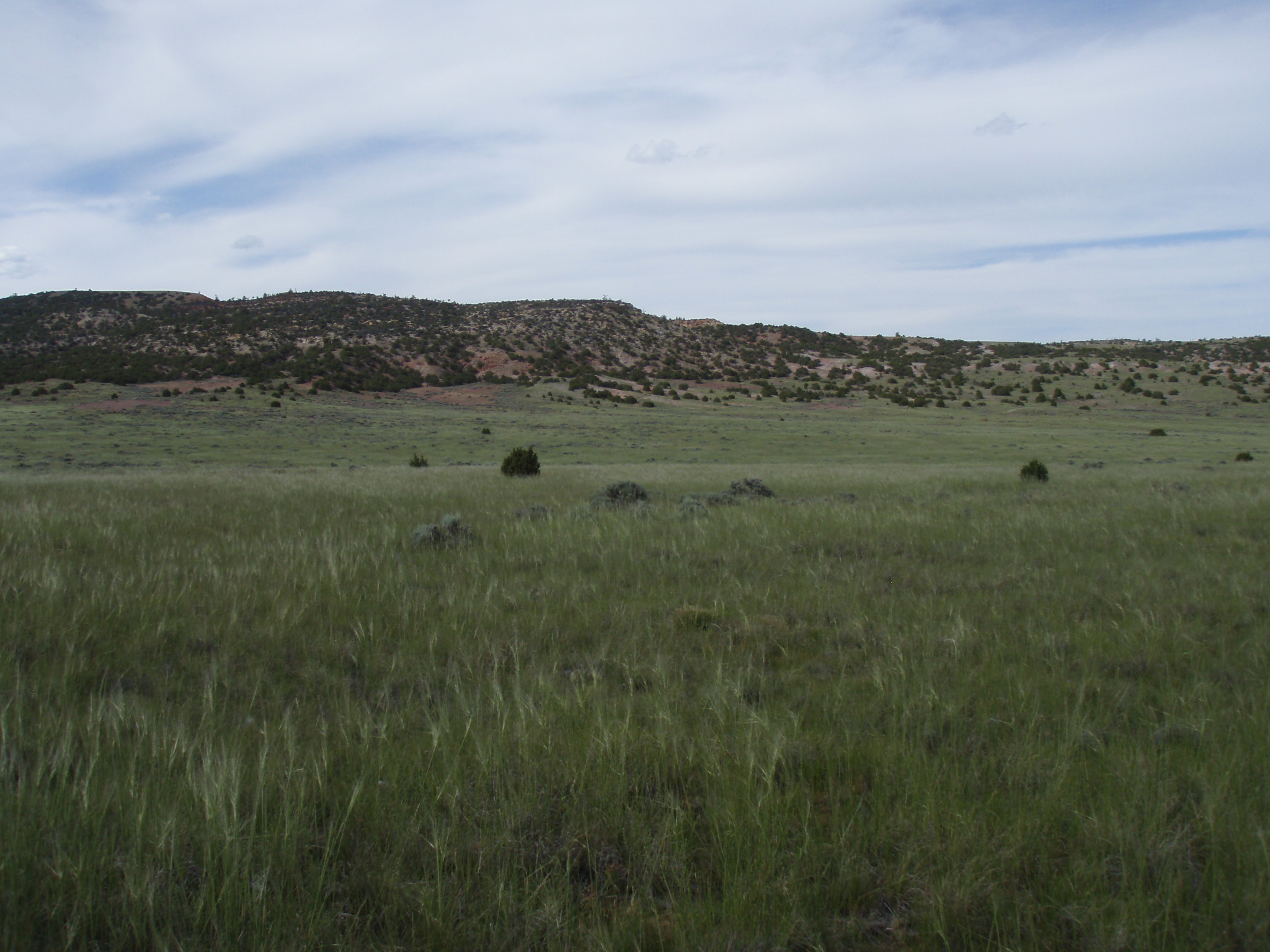 Image of the vegetation and landscape at photo point in Bighorn Canyon NRA 