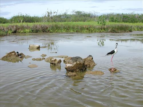 Endangered Hawaiian Stilt in Aimakapa Fish Pond