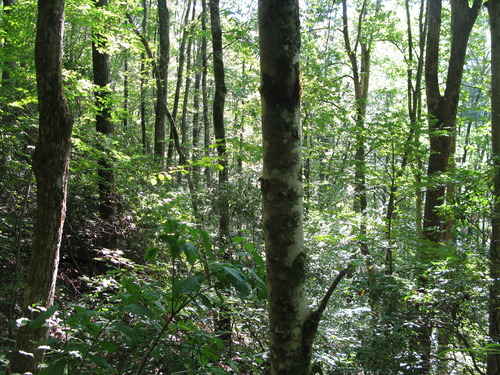 GRSM Accuracy Assessment. Plot Code: GRSM_AA_0159_6