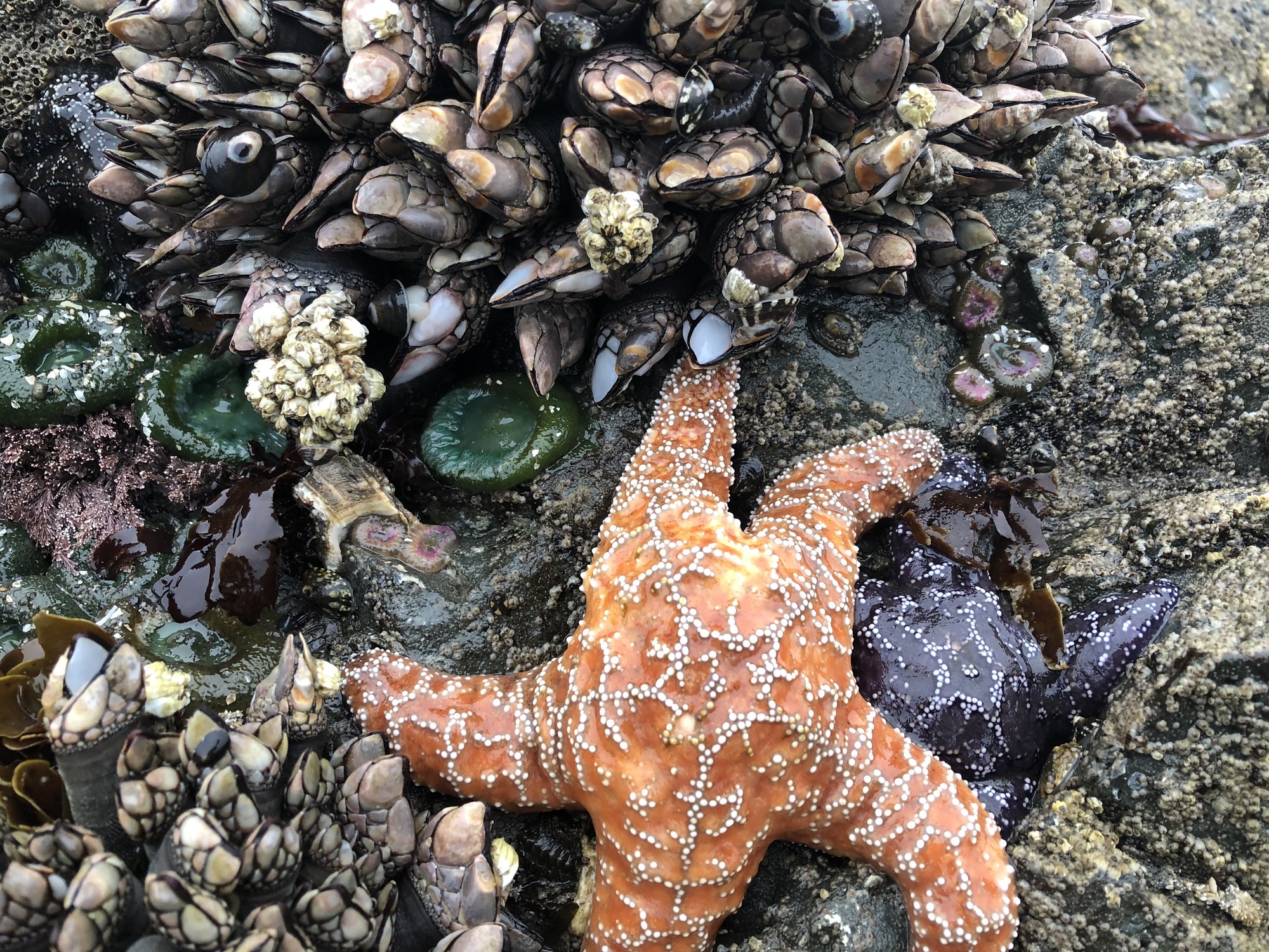 Orange star fish and barnacles near a tidepool.
