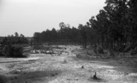 Black and white photo of an area of the forest that has was heavily logged, leaving little left aside from stumps and grasses.