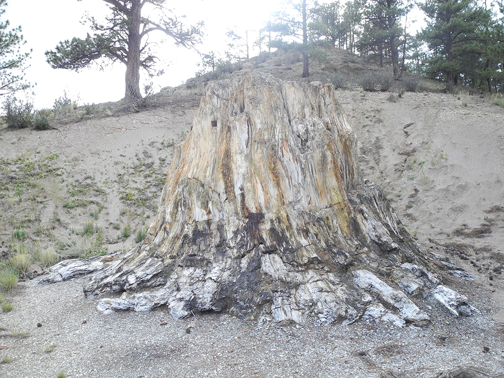 a large stump at the bottom of a hill in a forest. 
