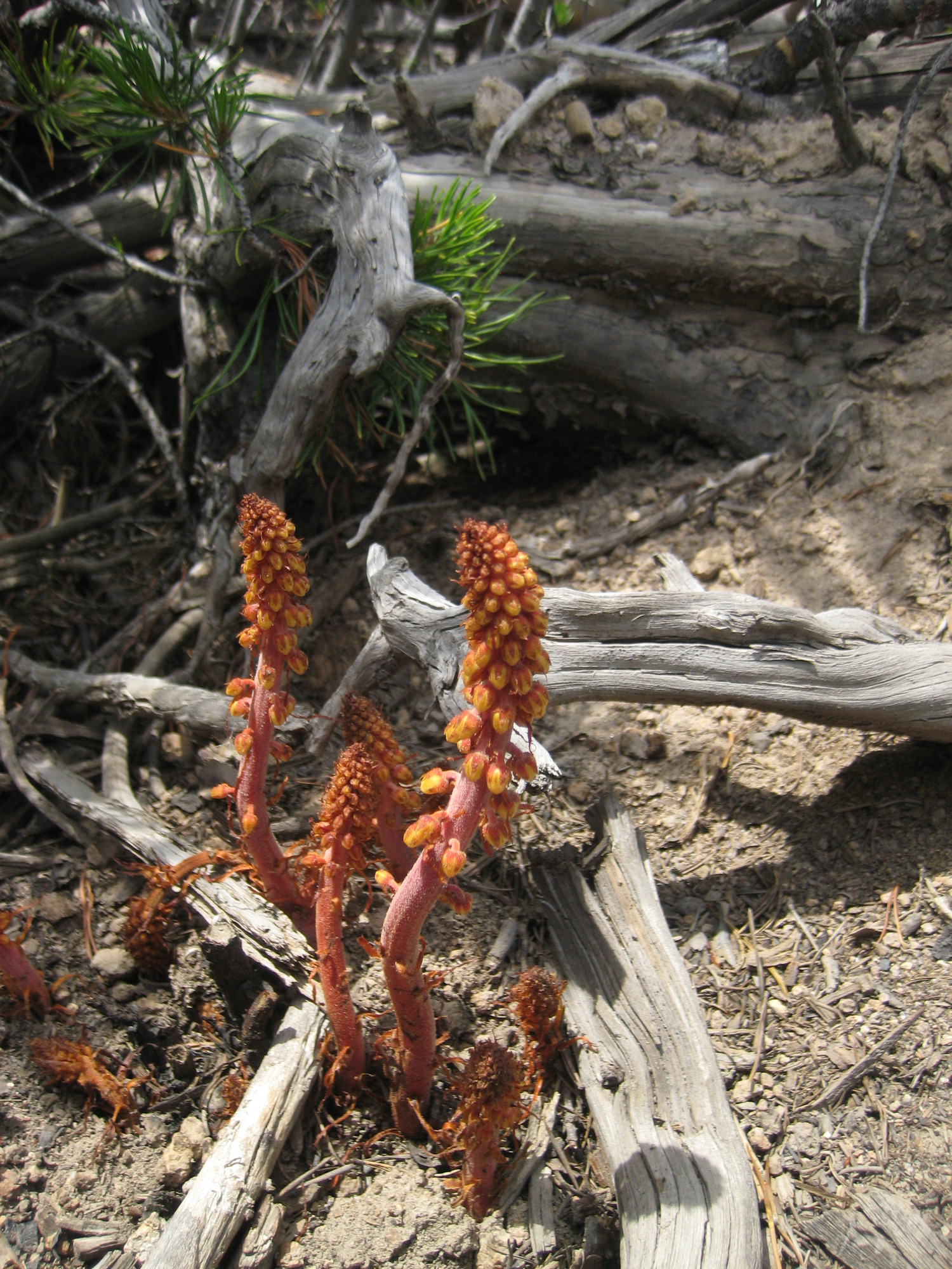 Red stalks with yellow closed flowers on them