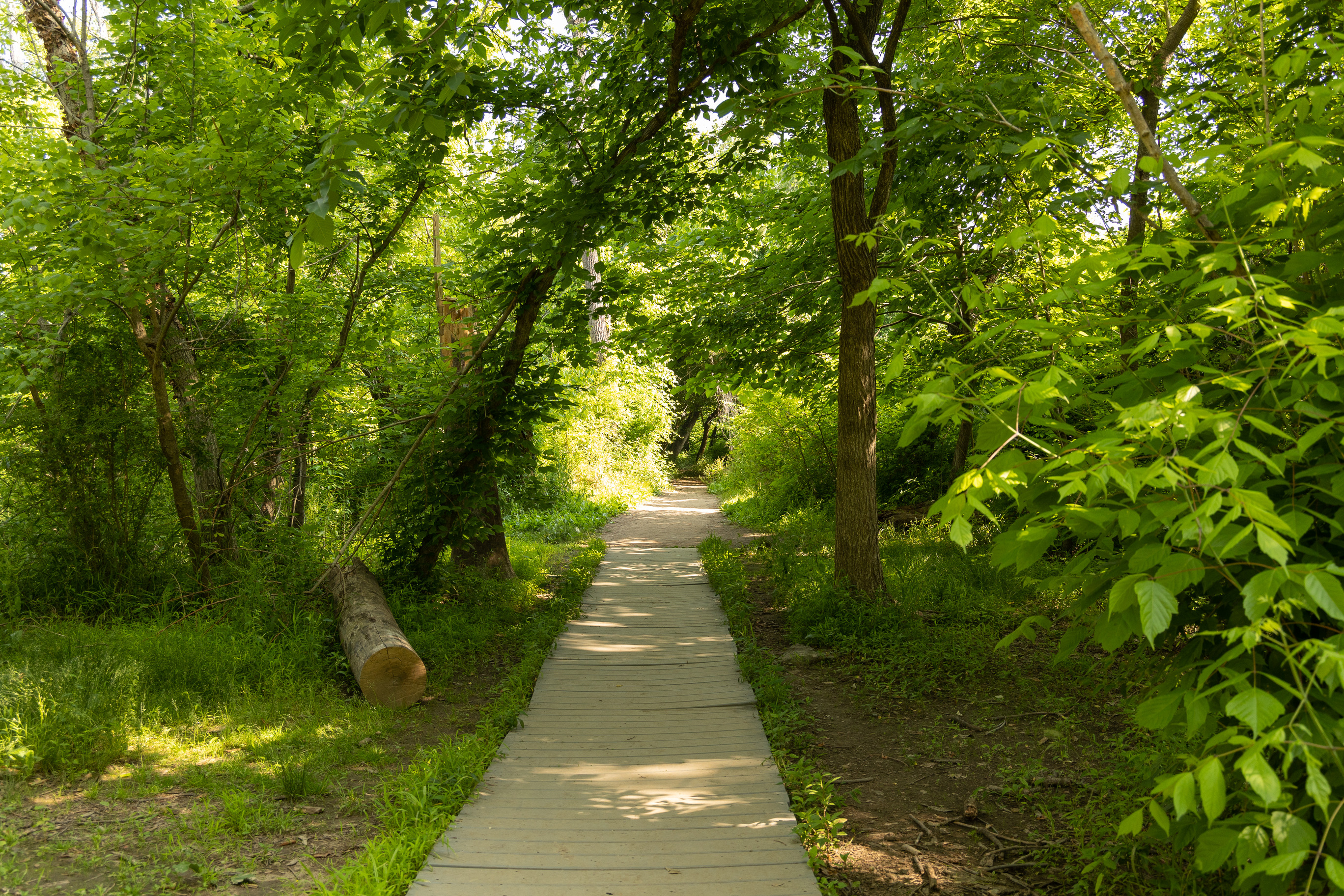 A board walk trail surrounded by green foliage. 
