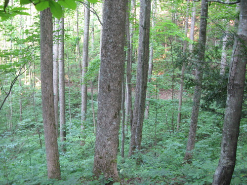 GRSM Accuracy Assessment. Plot Code: GRSM_AA_0054_5