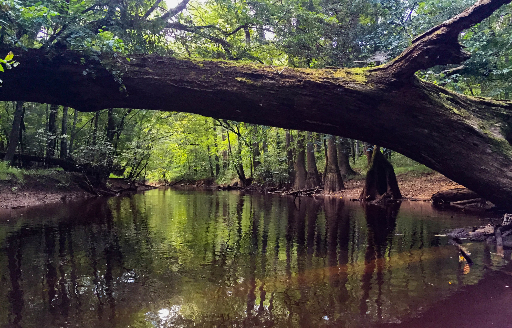 Creek lined with trees 