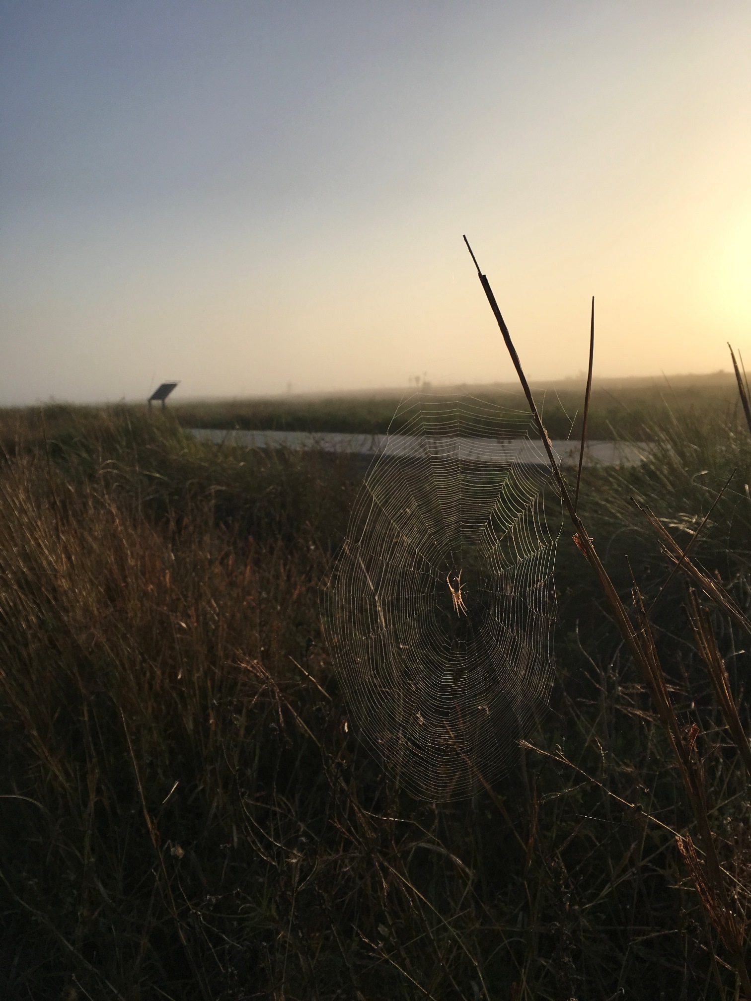 A spider supports its web on some Gulf cordgrass.