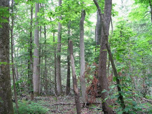 GRSM Accuracy Assessment. Plot Code: GRSM_AA_0378