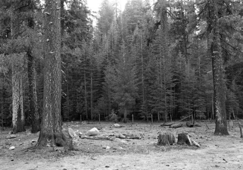 South fence of Cuneo property.