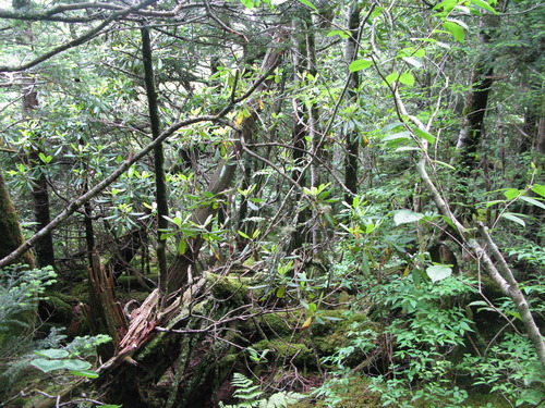 GRSM Accuracy Assessment. Plot Code: GRSM_AA_0566_5