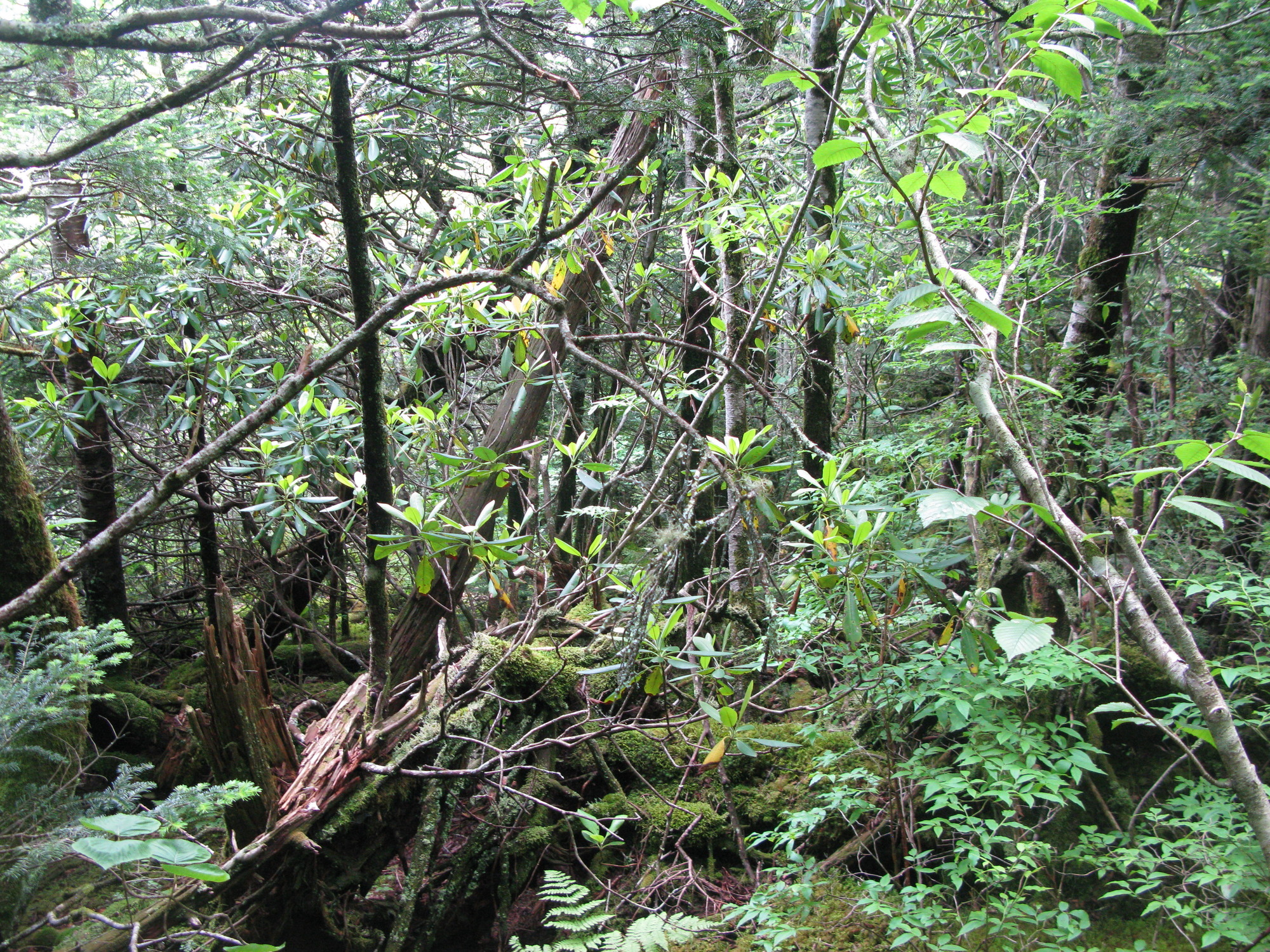 GRSM Accuracy Assessment. Plot Code: GRSM_AA_0566_5