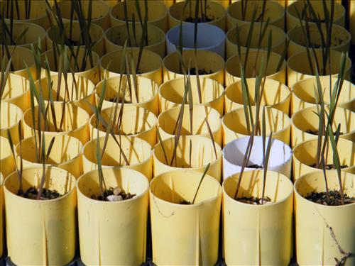 Prairie Restoration, Part 2