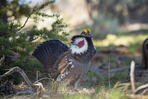 male dusky grouse has orange eyebrows and a red neck patch with feathers fanned out.
