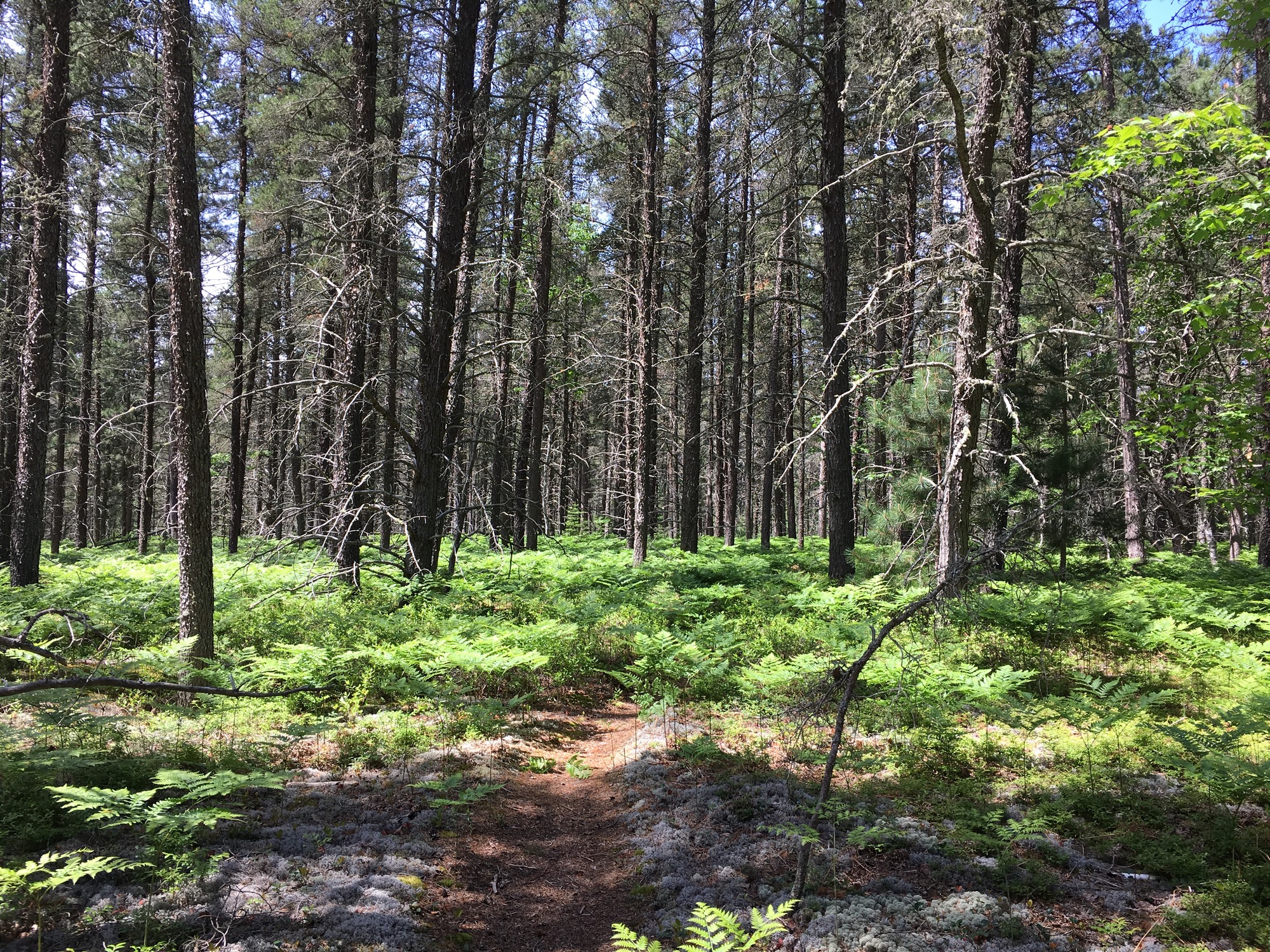 Trail goes through a pine tree forest with ferns covering the understory.