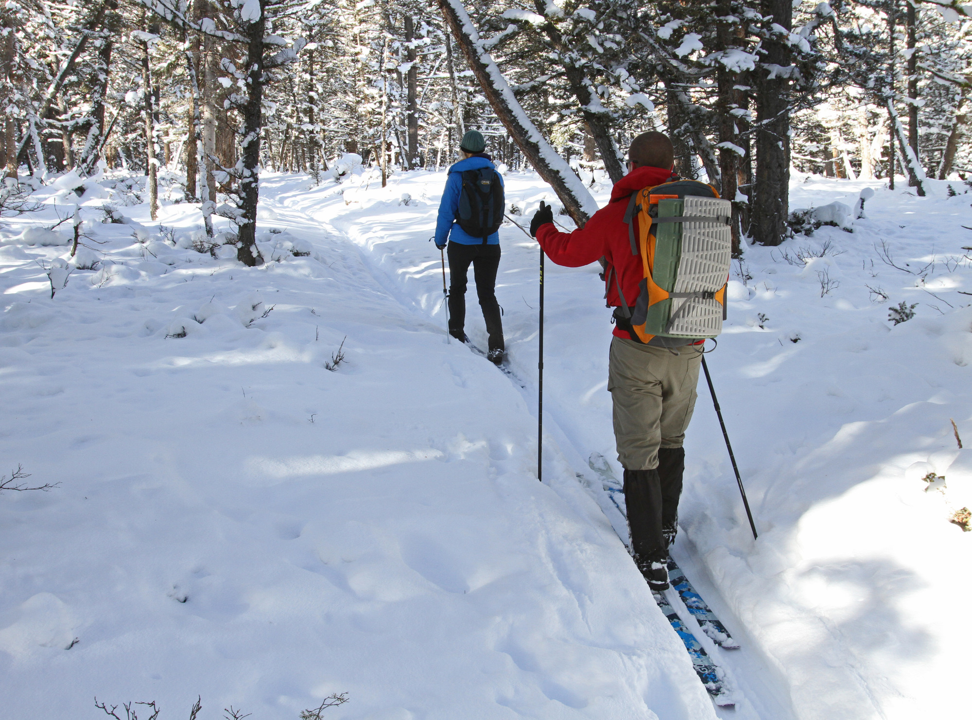 Two skiers skiing away from camera on trail through an open forest