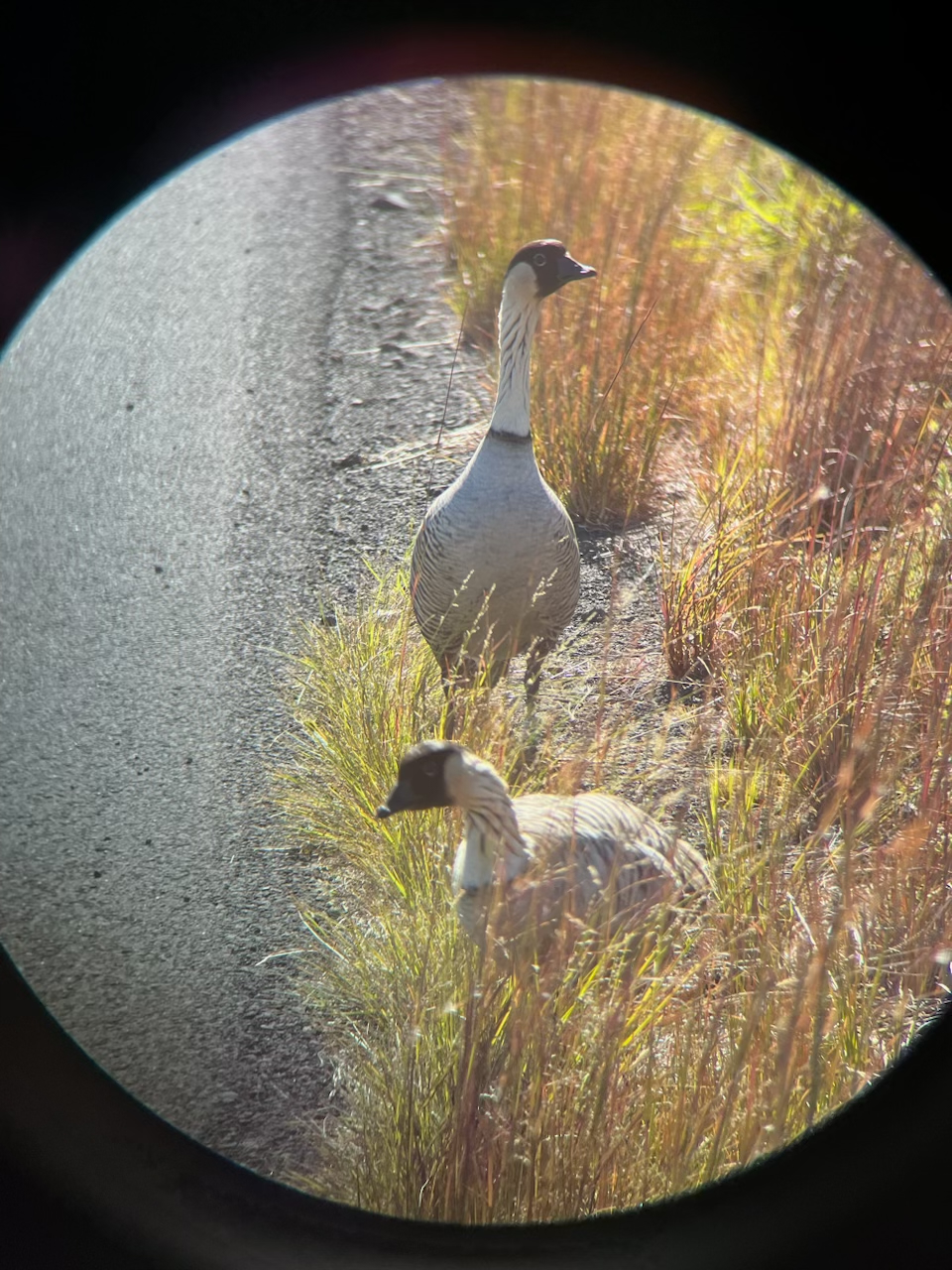 Two geese stand in dry grass near a paved trail 