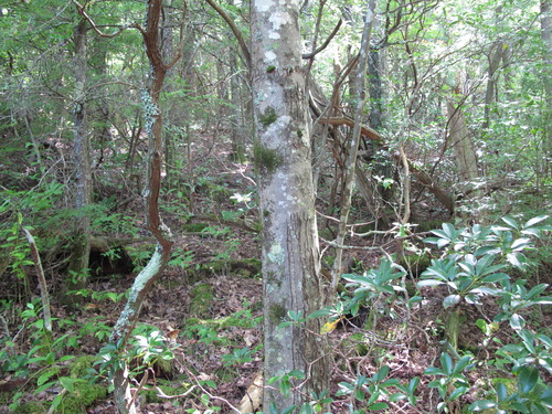 GRSM Accuracy Assessment. Plot Code: GRSM_AA_0377_3