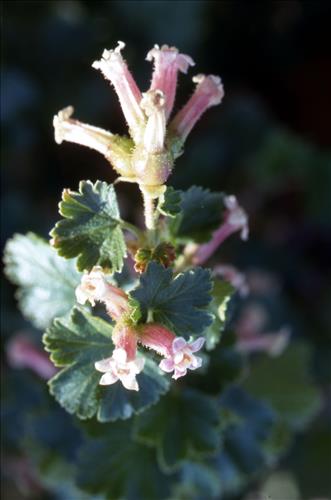 Badlands Flowers: Red, Pink, Blue