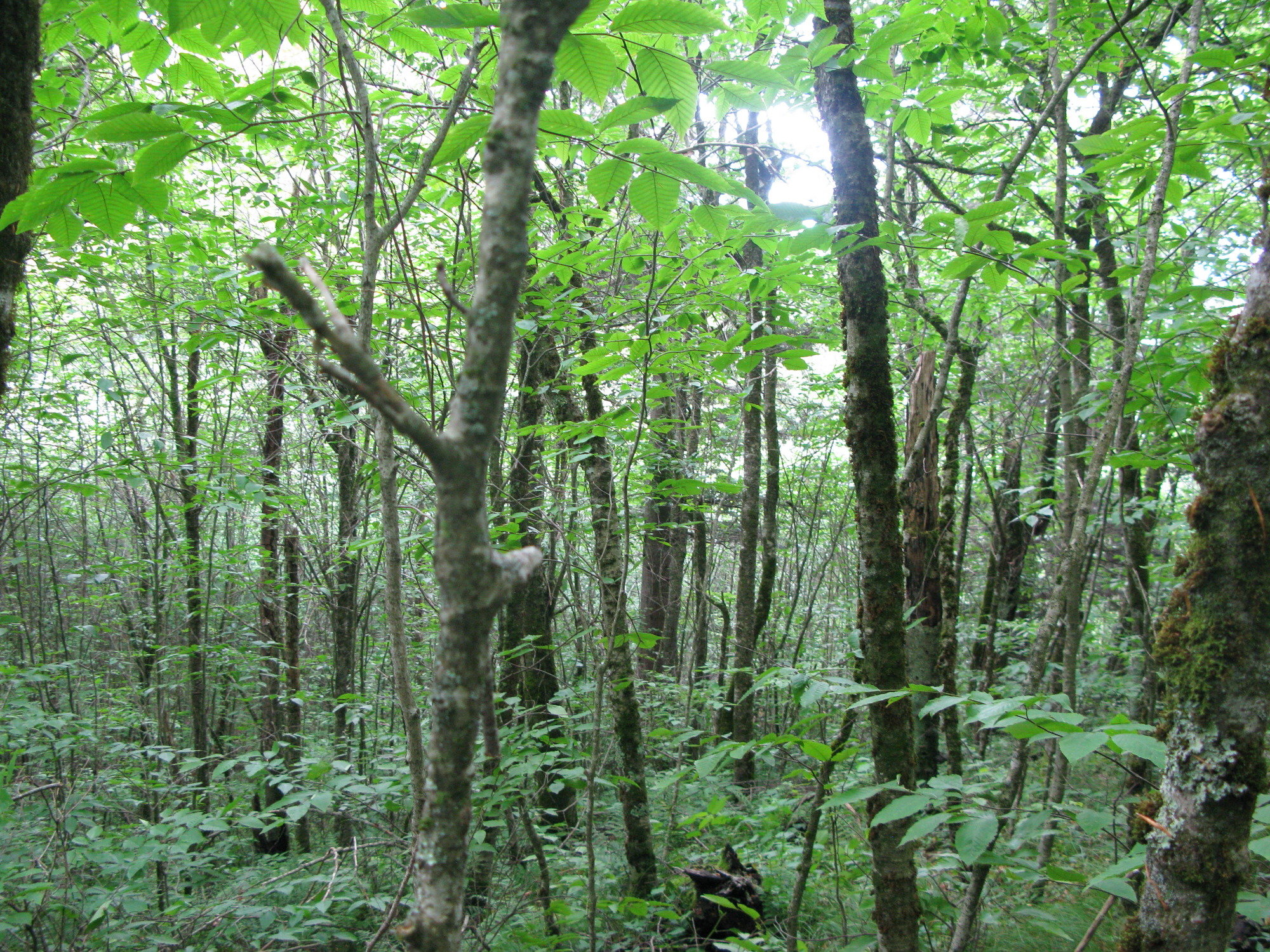 GRSM Accuracy Assessment. Plot Code: GRSM_AA_0079_4