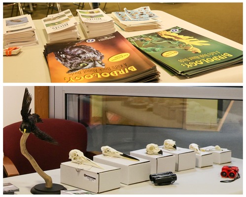 Two photos show the contents of a display table, including two issues of the magazine "Birdology-A Kid's Book about Birds" and several bird pamphlets in the top photo and an array of bird skulls on top of their storage boxes along with a mounted starling and binoculars in the bottom photo.