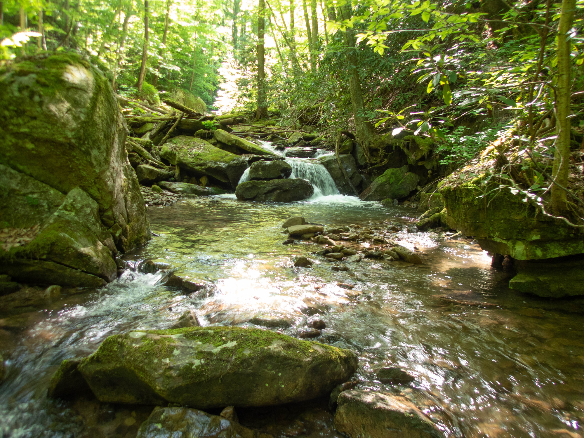 Site visit photo showing the upstream (UP) or downstream (DN) view of a wadeable stream reach taken during fish monitoring at New River Gorge National Park and Preserve.