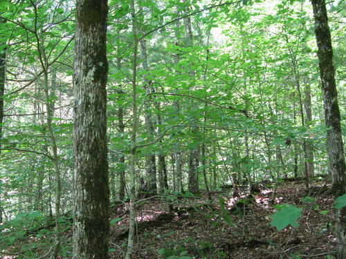 GRSM Accuracy Assessment. Plot Code: GRSM_AA_0336_6