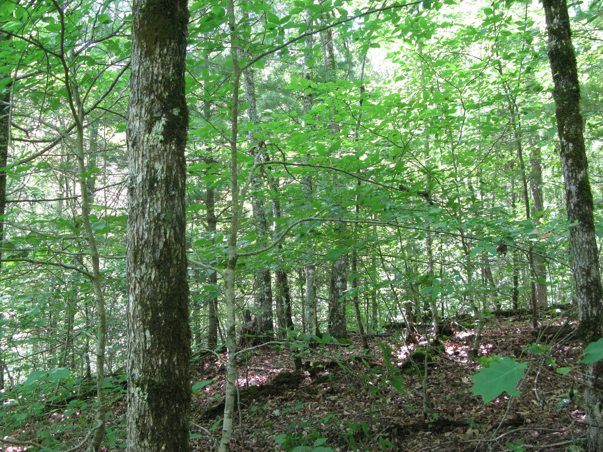 GRSM Accuracy Assessment. Plot Code: GRSM_AA_0336_6