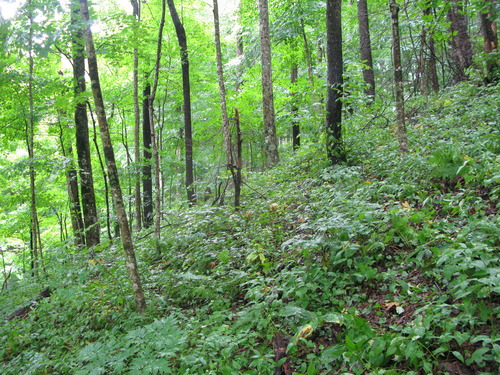 GRSM Accuracy Assessment. Plot Code: GRSM_AA_0817_3